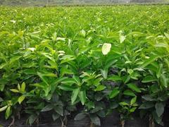 沃柑苗買賣價(jià)格與廠家直銷產(chǎn)品圖片解析